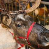 Video of Reindeer Procession and Late Night Shopping