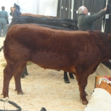 Cattle, General Classes, Truro Primestock 2014