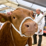 Cattle, Judging Of The Champion, Truro Primestock 2014