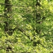 Evolve Tree Consultancy