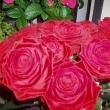 Nickys Flowers